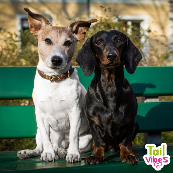 Two dogs sitting