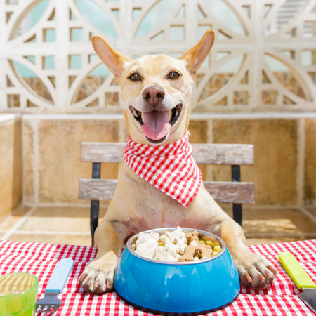 A dog sitting in a table with a bowl of food