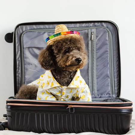 A dog inside a suitcase