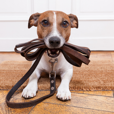 A dog holding a leash in his mouth