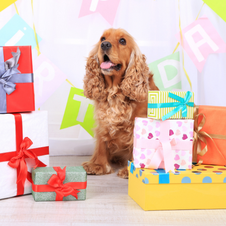 A dog around a lot of gift boxes