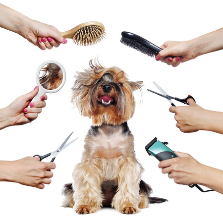 a dog around grooming accessories