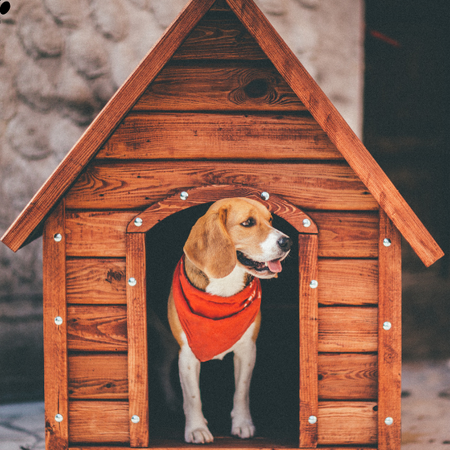 A dog inside the house