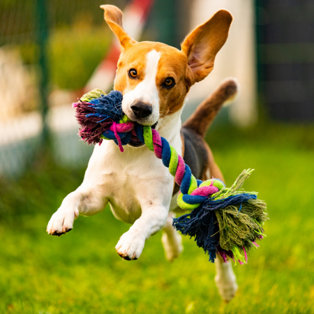 A dog holding a toy in his mouth