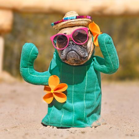 A dog dressing a cactus costume