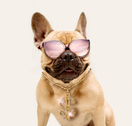 A bulldog wearing sunglass and a necklace