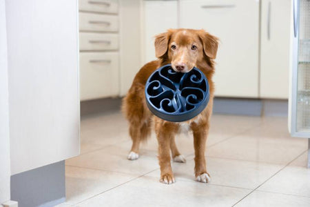 A dog holding a navy blue slow feeder in his mouth